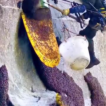 Why Do We Hate Wasps But Love Bees?😨