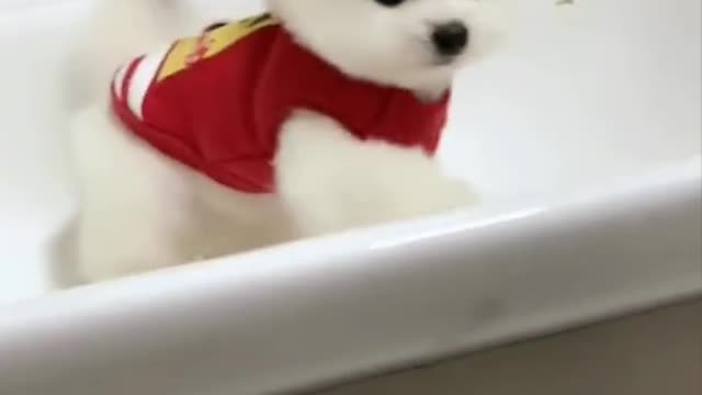 Cute & 😄 funny pomeranian