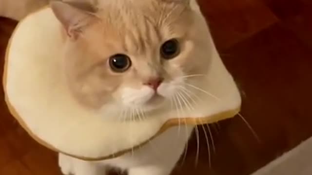 Cute Cat got Scared | Funny and Cute video | Watch