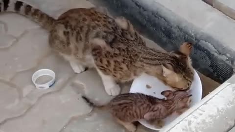 Mummy cat and baby kit having breakfast !!