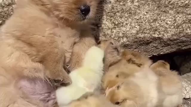 cute dog with chicks