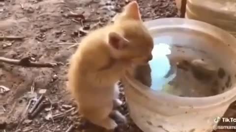 Funny kitten driking water
