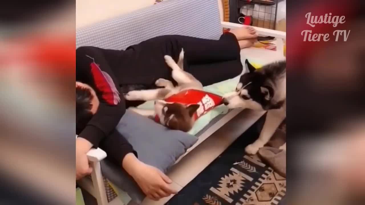 Dog takes away place from dog / Super Cute