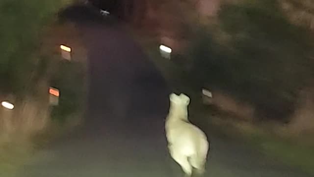 Extra careful driving, Kangaroo is on the jumps in Australia