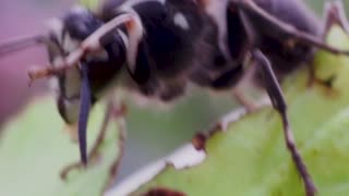 Bald faced hornet preening