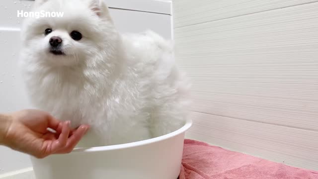 snow doesn't want to bath | cute puppy in bath