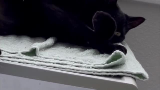 Adopting a Cat from a Shelter Vlog - Precious Piper Sleeping Again on Top of File Cabinet #shorts