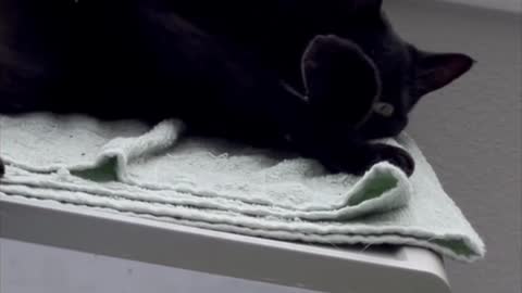 Adopting a Cat from a Shelter Vlog - Precious Piper Sleeping Again on Top of File Cabinet #shorts