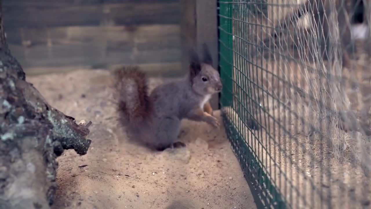 Crazy squirrel jumping without stopping