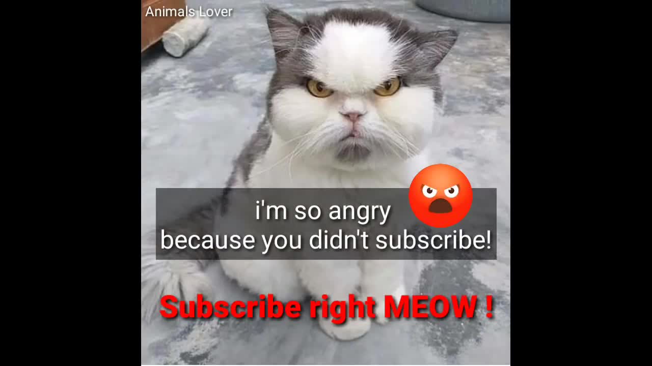 TALKING CATS FUNNY VIDEOS