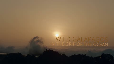 Wild Galapagos - Part 1: In the Grip of the Ocean | Wildlife Documentary