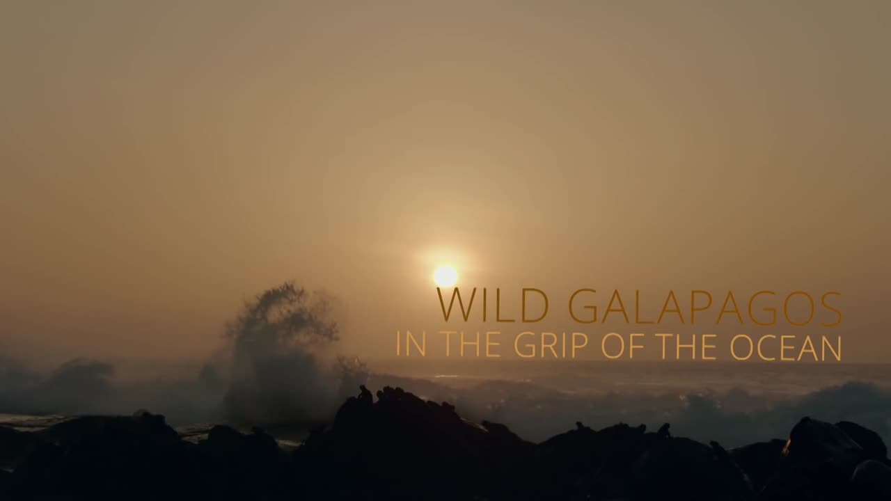 Wild Galapagos - Part 1: In the Grip of the Ocean | Wildlife Documentary