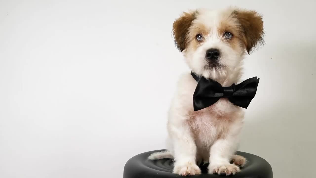 Why water is harmful to your dog