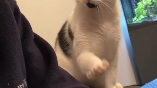 funny cat