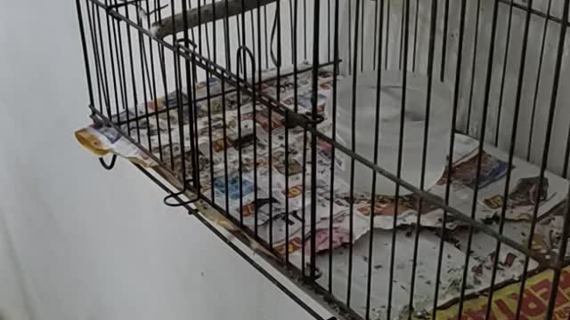 What are name of those Birds?