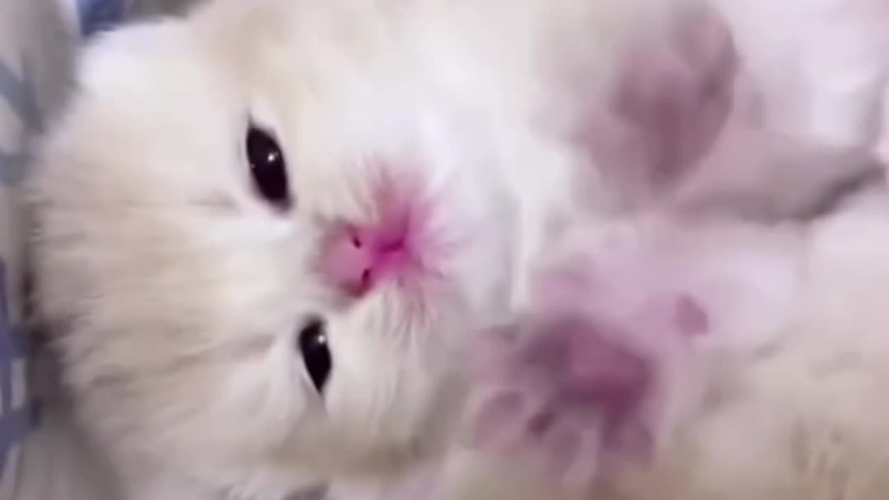 Funny cats video