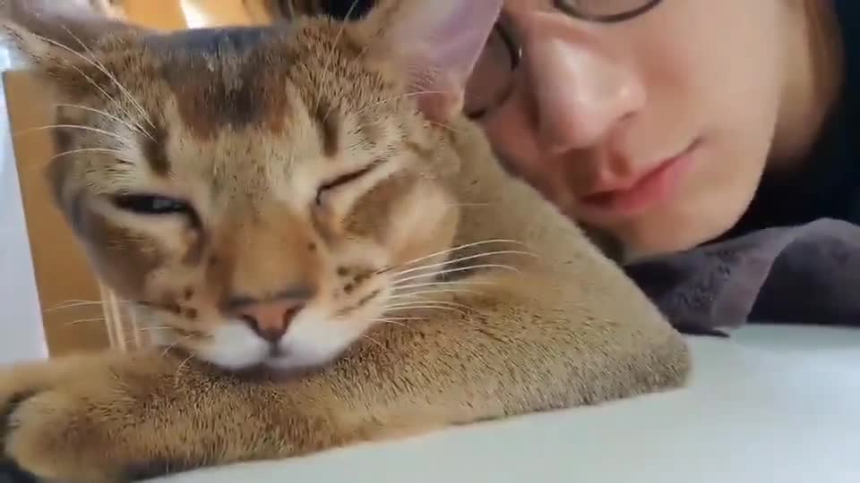 Leon's purr is so relaxing