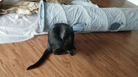 20240726 183433 Tux Playing with Super Sausage