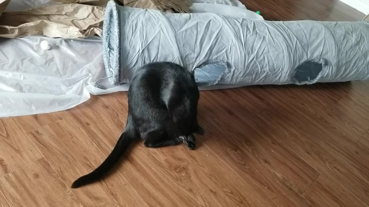 20240726 183433 Tux Playing with Super Sausage