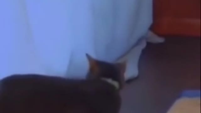 🐈 cat playing 🐱