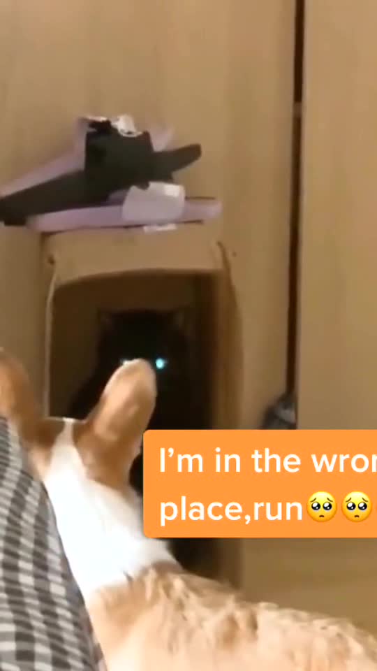 Who are you ?? 🤣🤣🤣