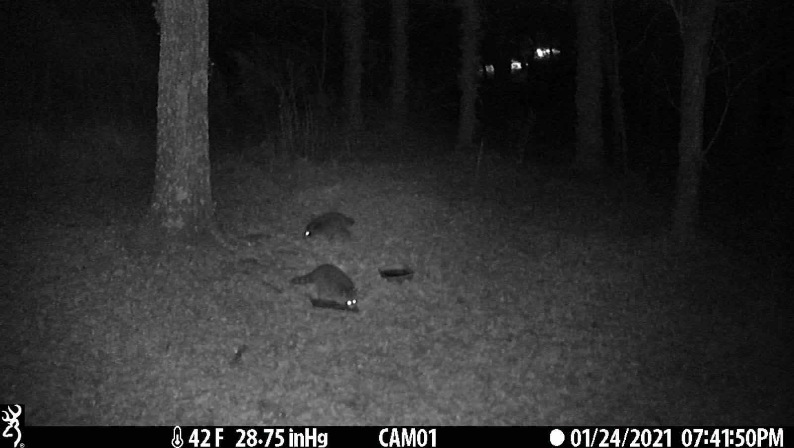 2 Racoons hanging out 1-24-21