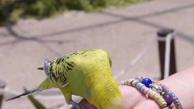 Beautiful Parrots taking food on hand.