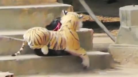 Hilarious Canine Capers: Fake Lion, Tiger Tricks, and Giant Box Gags