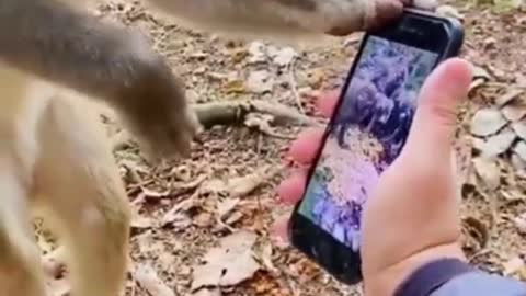 So funny 😅🤣FUNNIEST MONKEY CUTE AND FUNNY😂