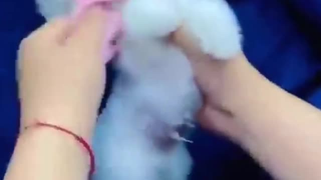 cute puppy video 2022 | how to train dogs | dog traning tips and tricks in discription #shorts