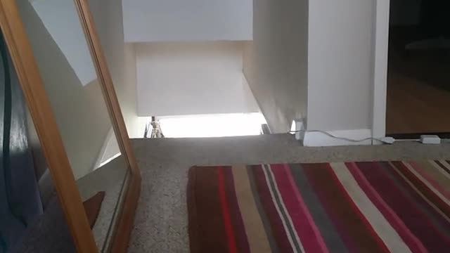 Small white dog runs up stairs after bath