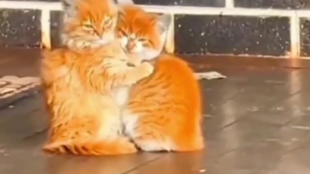 Cute 🥰 Cat 🐱 Short Video //Tell me you are cat lover