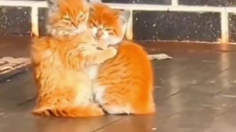 Cute 🥰 Cat 🐱 Short Video //Tell me you are cat lover