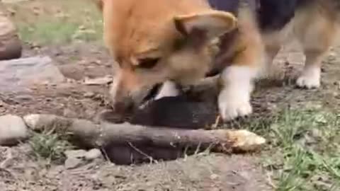 Bury that stick real deep very good boy