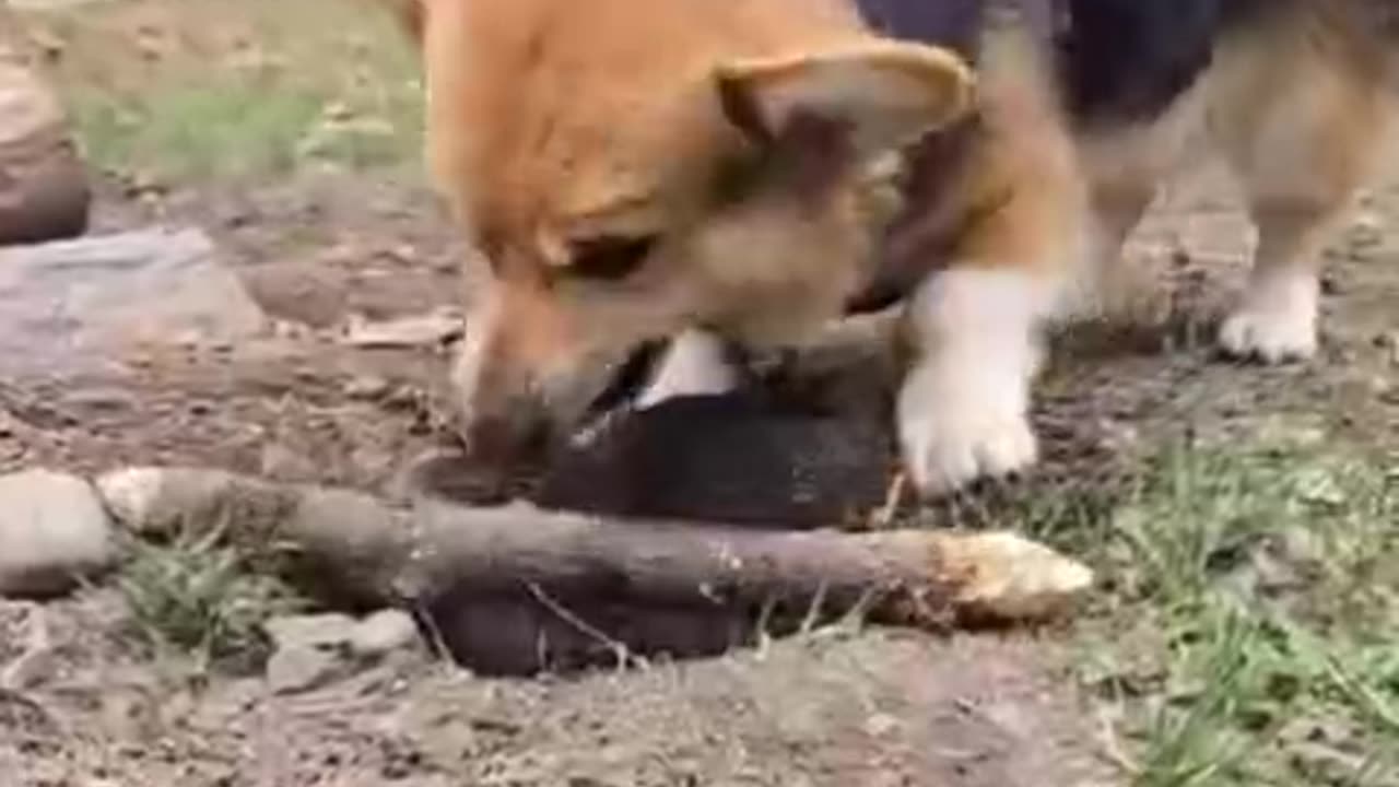 Bury that stick real deep very good boy