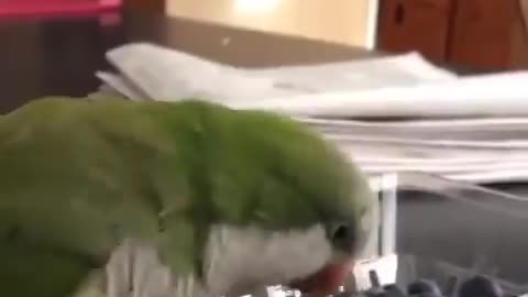 Funny Angry Parrot))