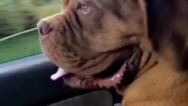 Bye bye in the car