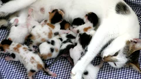 Mother cat is feeding the baby.