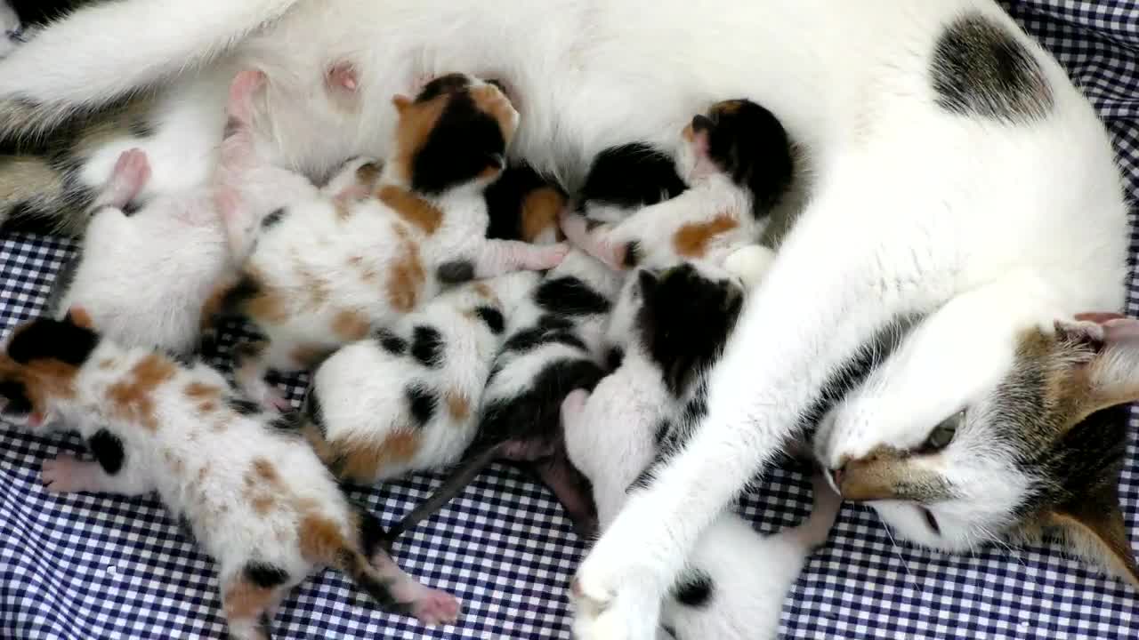 Mother cat is feeding the baby.