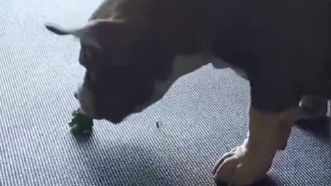 CUTE AMERICAN BULLY PUPPY PLAYS WITH FOOD