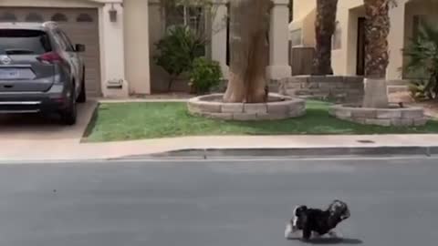 Who does your new puppy loves more