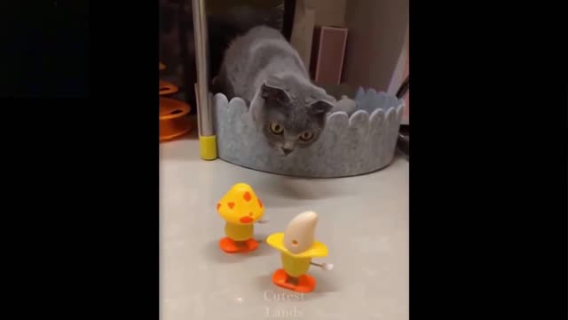 Cute and funny 🐈 car's behavior