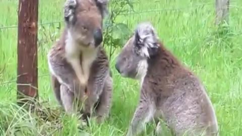 Koala Funny Fight!!