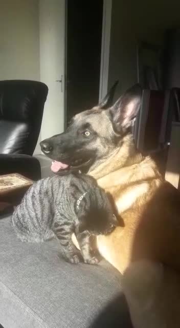 cute dog and cat sunny day