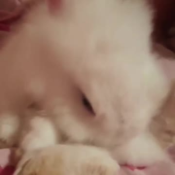 *Klodi* Bunny*Cuteeee