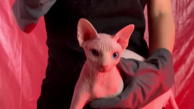 Nightmares 🙀 That`s why cats don`t like combs