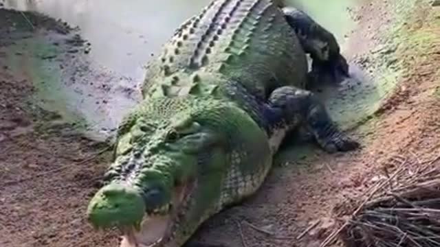 giant crocodile lost a tooth