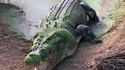 giant crocodile lost a tooth