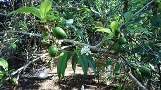 Plum tree is fruiting 29th August 2021