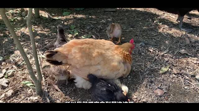 Hen and chicken baby